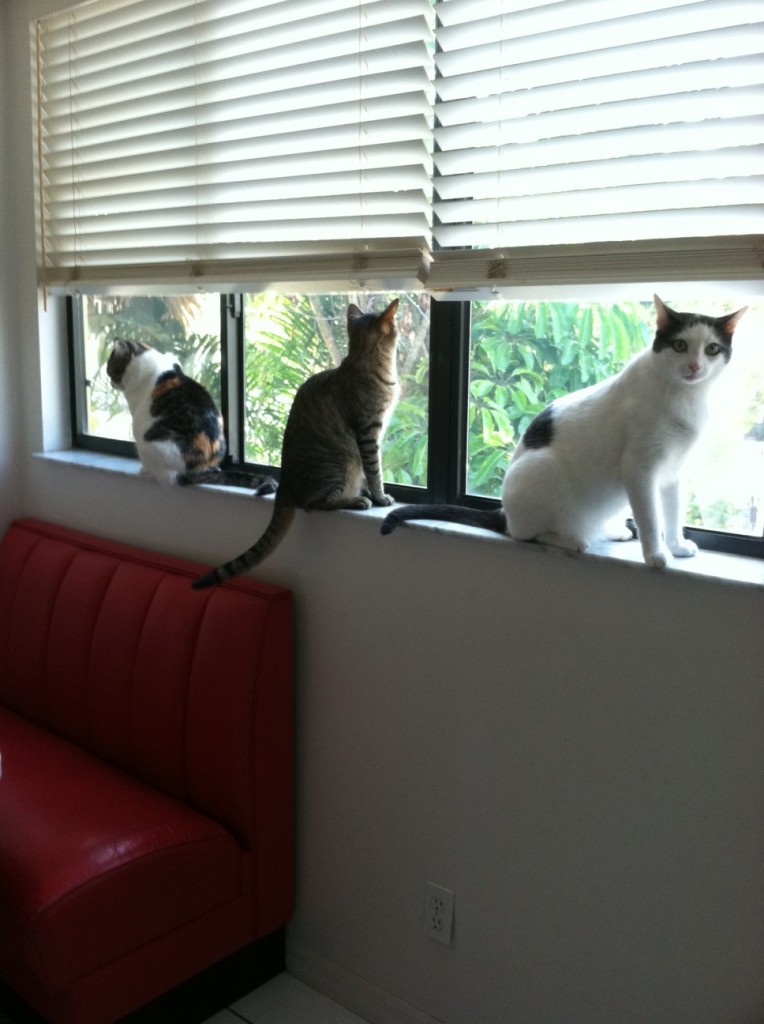 My Three Cats
