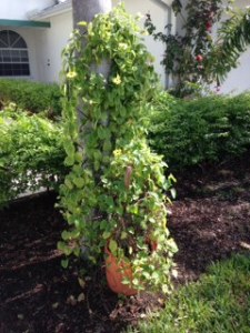 In its new home.  It loves it here!