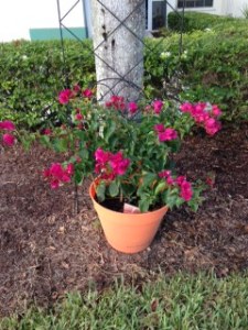 My new "nurturing" plant