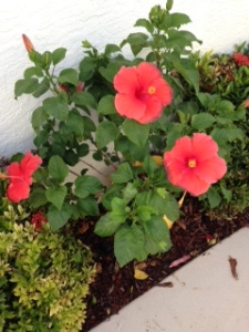 Dick's Hibiscus in "Bloom"