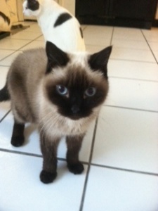 Beautiful Bamboo - RIP