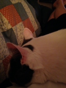 Domino still loves me!