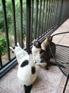 My 3 Cats on the porch
