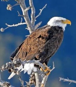 What a majestic bird!