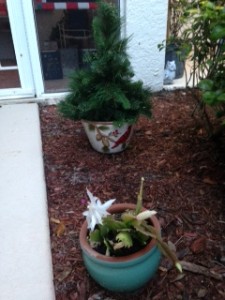 My Christmas Cactus