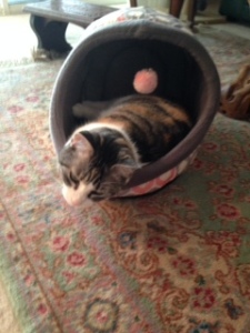 Early Christmas Present