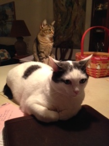 My helpers this morning.