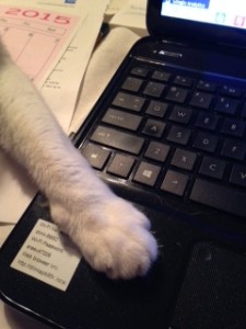 "White Foot" Domino helping with Wylie's Blog