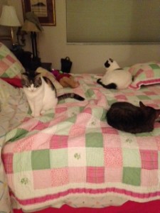 All in their places with bright shiny faces!