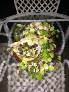 Bill W's Swedish Ivy