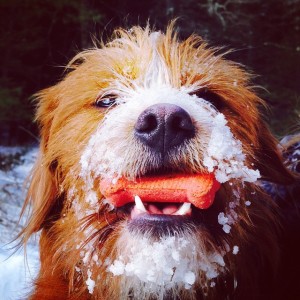 Is this the cutest dog EVER?  Cousin Riley!