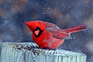 Cardinal in the Snow