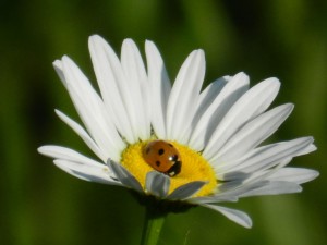 Lady Bug and Daisy