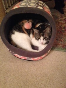 Wylie loves this little bed!