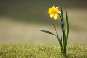 Lone Daffodil