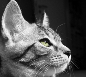 Sweet Cat - not  one of mine.