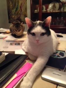 Domino and Metaxa helping me today!