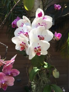 Orchid 4
