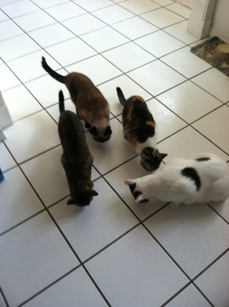 All My Kitties including Bamboo!