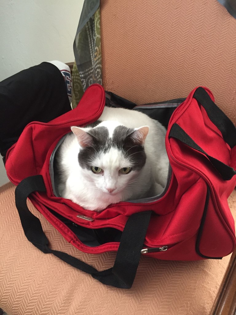 Domino wants to come to Atlanta!