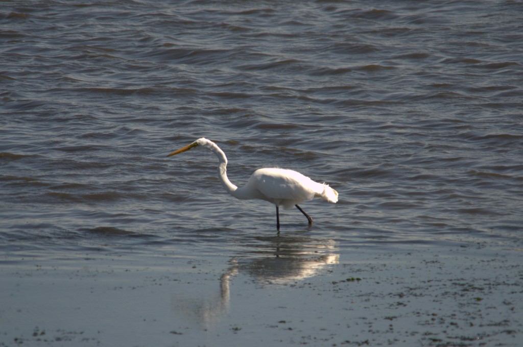 From the Picture Morgue