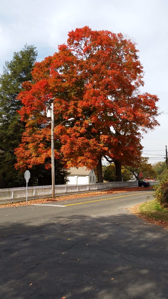 Fall comes to Darien