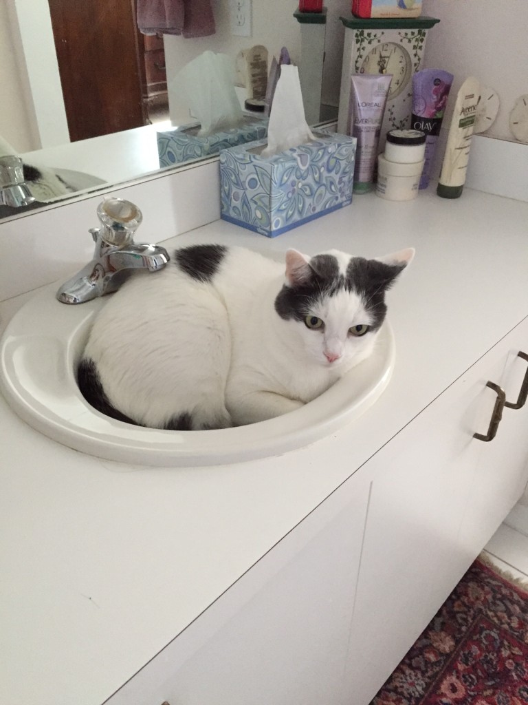 Dommie in the Sink